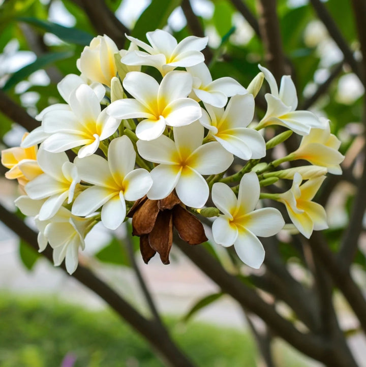 Plumeria Flower Seeds for Planting – Shade Tolerant, Heirloom & Non-GMO Seeds for Organic Garden