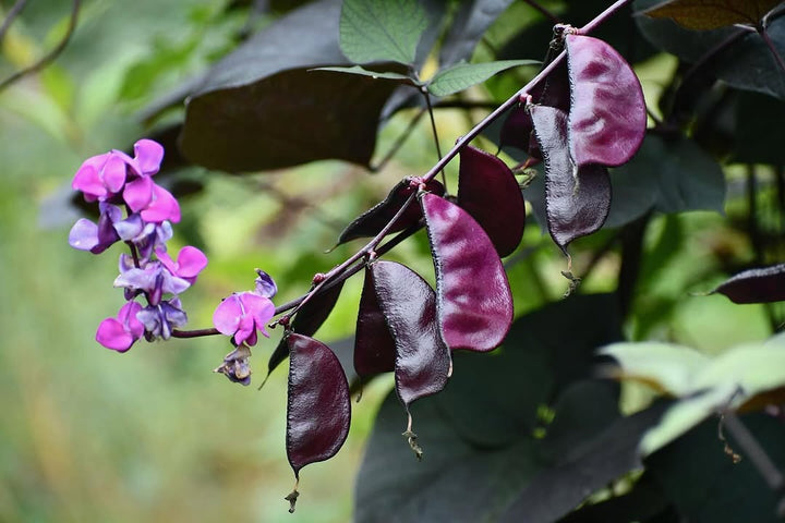 Purple Hyacinth Bean Seeds for Planting – Heirloom, Non-GMO, Ornamental Climbing Vegetable – High Germination