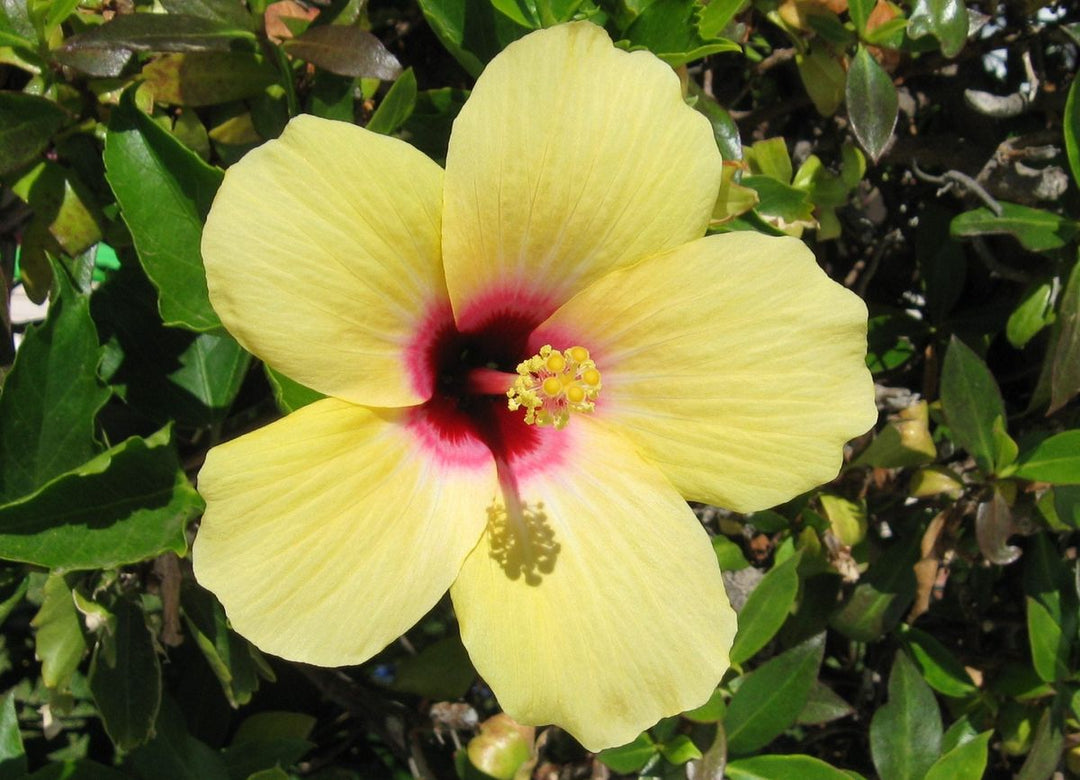 Light Yellow Hibiscus Flower Seeds for Planting – Heirloom, Non-GMO, Drought Tolerant, High Germination