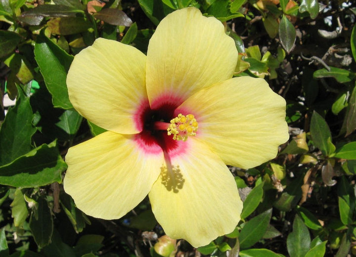 Light Yellow Hibiscus Flower Seeds for Planting – Heirloom, Non-GMO, Drought Tolerant, High Germination