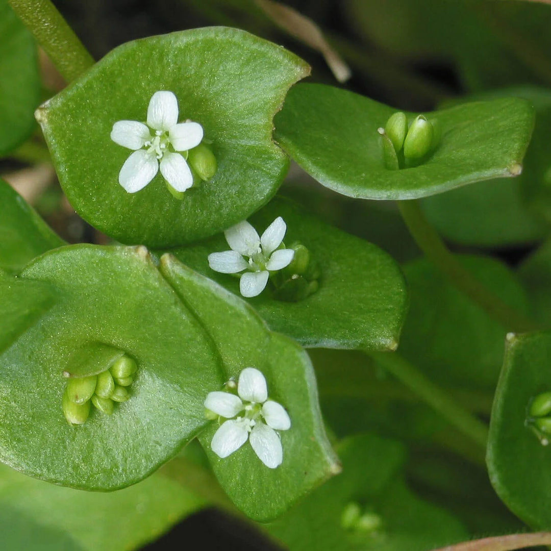 Green Claytonia Flower Seeds for Planting – Heirloom Non-GMO High Germination Organic Garden Seeds