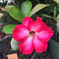 Pink Adenium Flower Seeds for Planting – Heirloom, Non-GMO, High Germination Organic Garden Seeds