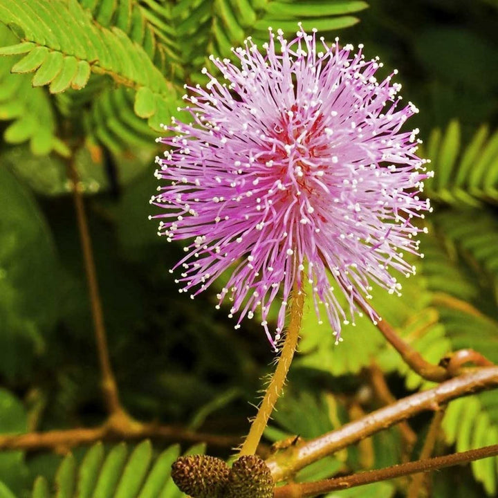 Flower Seeds, Seeds,Seeds For Planting,Plant Seeds
