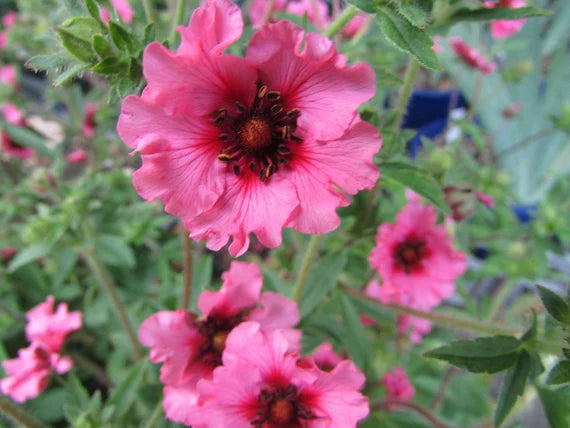 Pink Potentilla Nepalensis Flower Seeds for Planting – Heirloom, Non-GMO, High Germination Organic Garden Seeds