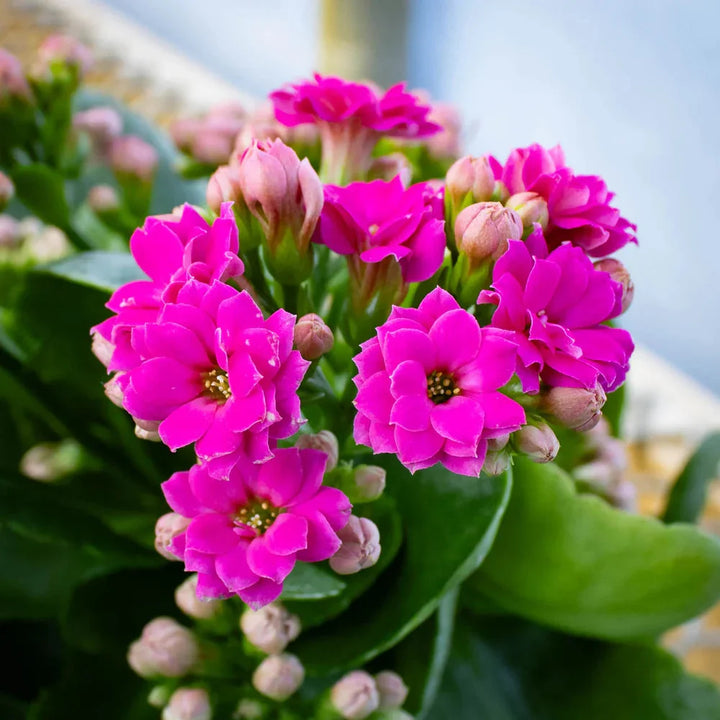 Flower Seeds, Seeds,Seeds For Planting,Plant Seeds