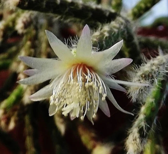 White Pilocarpa Flower Seeds for Planting – Long Bloom Season, Heirloom, Non-GMO, High Germination Organic Garden Seeds