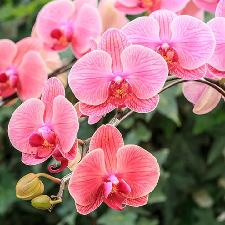 Mix Phalaenopsis Orchid Flower Seeds for Planting – Heirloom, Non-GMO Wildflower Organic Garden Seeds