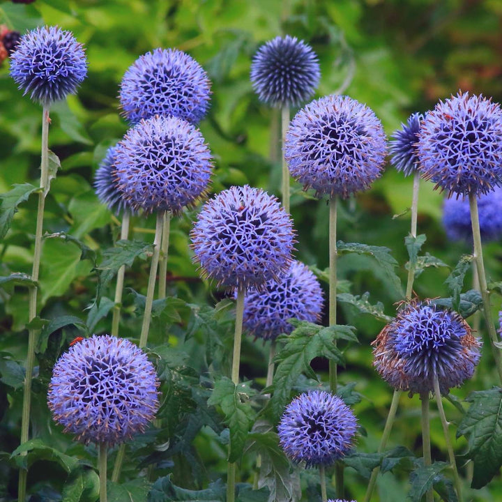Flower Seeds, Seeds,Seeds For Planting,Plant Seeds