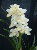 White Cymbidium Orchid Flower Seeds for Planting – Heirloom, Non-GMO, High Germination Organic Garden Seeds