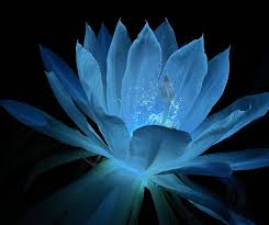 Flower Seeds, Seeds,Seeds For Planting,Plant Seeds