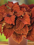 Deep Orange Coleus Flower Seeds for Planting – Heirloom, Non-GMO, High Germination Organic Garden Seeds