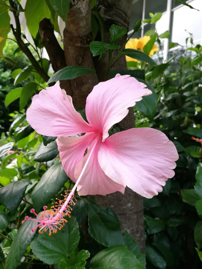 Pale Pink Hibiscus Flower Seeds for Planting Heirloom Non-GMO High Germination Organic Garden Seeds