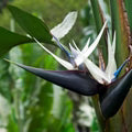 Strelitzia Flower Seeds for Planting – Heirloom, Non-GMO, High Germination Organic Garden Seeds