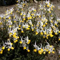 Mixed Nemesia Masquerade Flower Seeds for Planting – Heirloom, Non-GMO, High Germination Garden Seeds