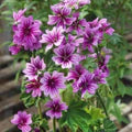 Casa Malva Flower Seeds for Planting – Heirloom, Non-GMO, High Germination Organic Garden Seeds