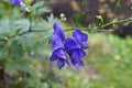 Blue Aconitum Napellus Flower Seeds for Planting – Heirloom, Non-GMO, Hardy Organic Garden Seeds