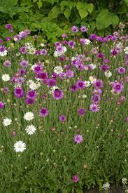 Xeranthemum Annuum Flower Seeds for Planting – Heirloom, Non-GMO, High Germination Organic Garden Seeds