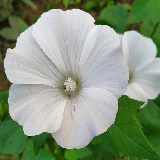 White Lavatera Flower Seeds for Planting – Heirloom, Non-GMO Drought-Tolerant Organic Garden Seeds
