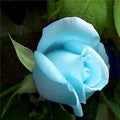 Sky Blue Rose Flower Seeds for Planting – Heirloom, Non-GMO Garden Favorite Organic Garden Seeds