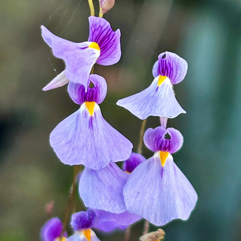 Flower Seeds, Seeds,Seeds For Planting,Plant Seeds