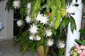 White Epiphyllum Oxypetalum Seeds – Heirloom, Non-GMO, Cottage Garden Essential