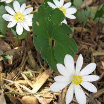 Flower Seeds, Seeds,Seeds For Planting,Plant Seeds