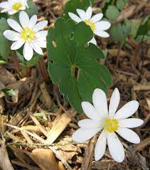 Flower Seeds, Seeds,Seeds For Planting,Plant Seeds