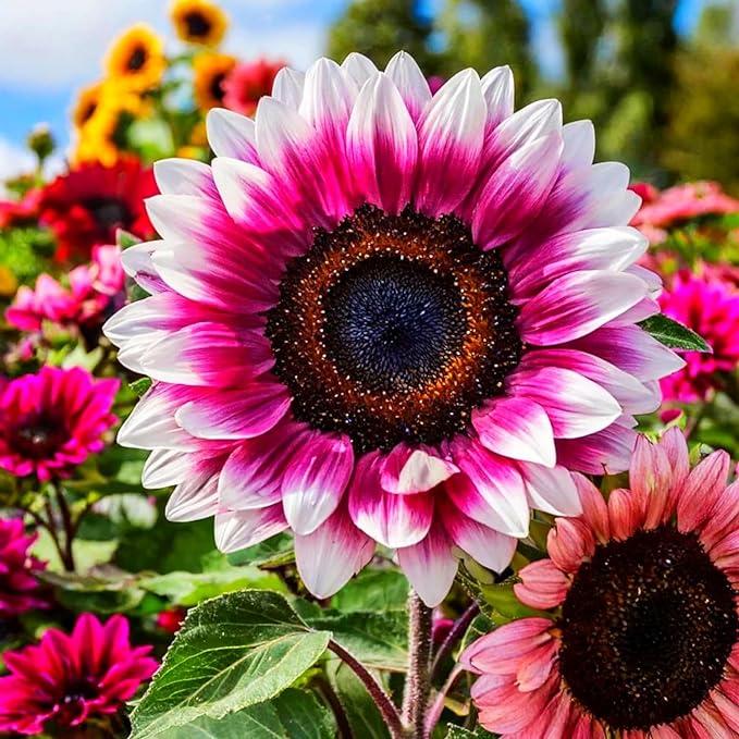 Flower Seeds, Seeds,Seeds For Planting,Plant Seeds