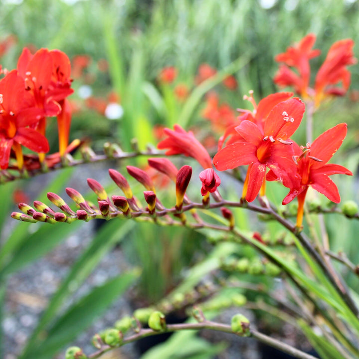 Flower Seeds, Seeds,Seeds For Planting,Plant Seeds