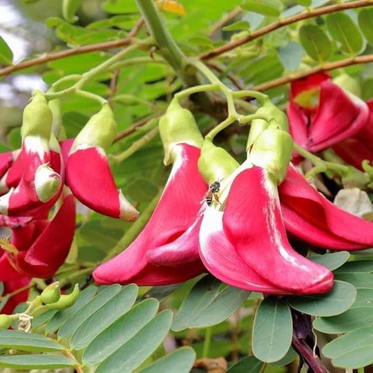 Pink Sesbania Grandiflora Flower Seeds for Planting – Heirloom, Non-GMO, High Germination Garden Seeds