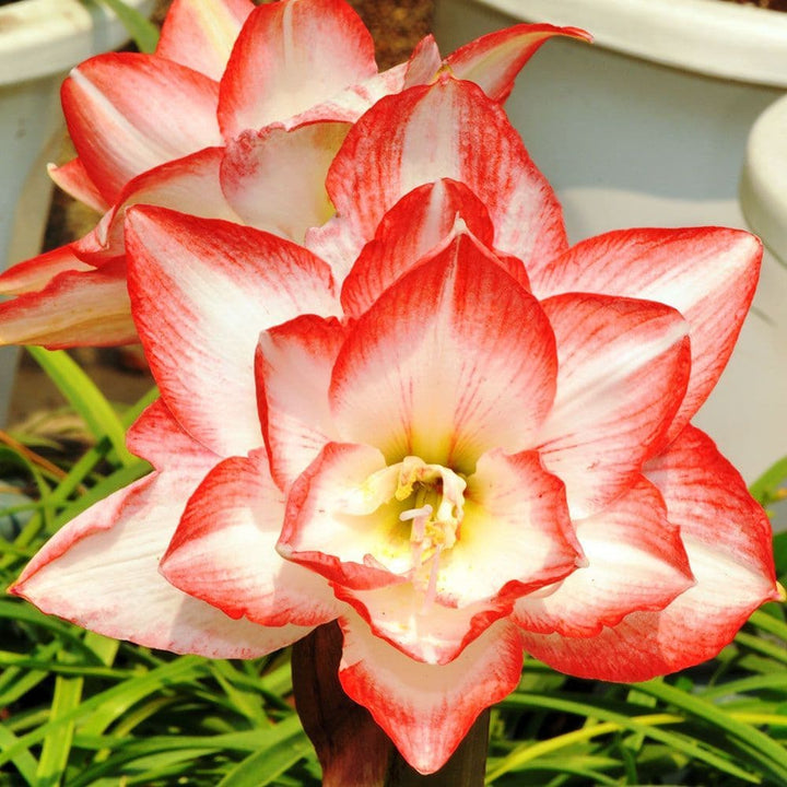 Flower Seeds, Seeds,Seeds For Planting,Plant Seeds