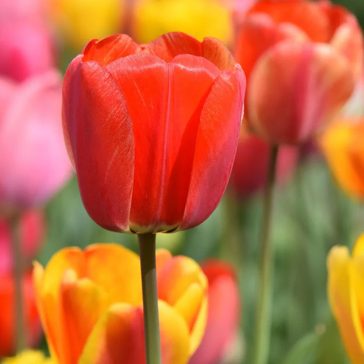 Flower Seeds, Seeds,Seeds For Planting,Plant Seeds