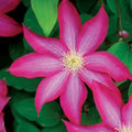 Pink Clematis Flower Seeds for Planting – Heirloom, Non-GMO, Vibrant Color Garden Seeds