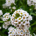 Lobularia Flower Seeds for Planting – Low-Maintenance Heirloom, Non-GMO, High Germination Garden Seeds