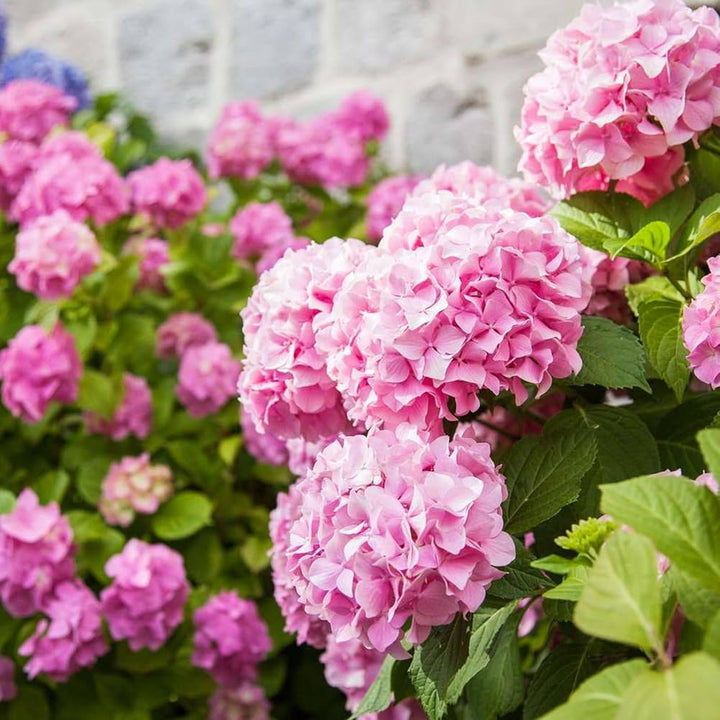 Flower Seeds, Seeds,Seeds For Planting,Plant Seeds