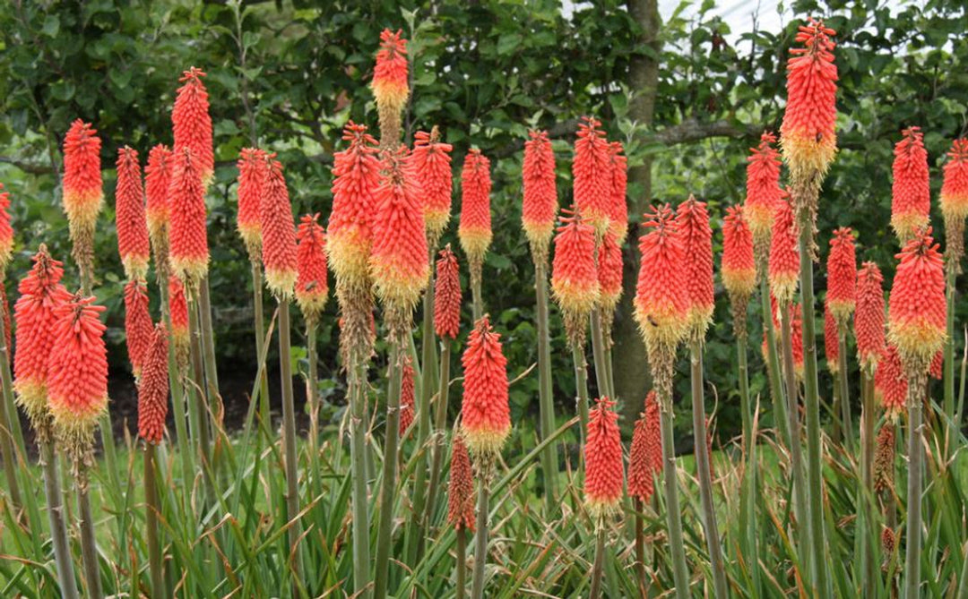 Fresh Caulescens Flower Seeds for Planting – Heirloom, Non-GMO, High Germination Organic Garden Seeds