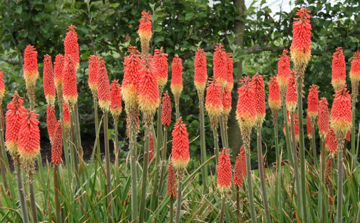 Fresh Caulescens Flower Seeds for Planting – Heirloom, Non-GMO, High Germination Organic Garden Seeds