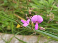 Pink Desmodium Flower Seeds for Planting – Heirloom, Non-GMO, High Germination Organic Garden Seeds