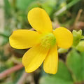 Yellow Oxalis Versicolor Flower Seeds for Planting – Heirloom, Non-GMO, High Germination Organic Garden Seeds