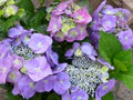 Violet Hydrangea Flower Seeds for Planting | Heirloom Non-GMO High Germination Seeds