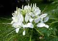 White Cleome Flower Seeds for Planting – Heirloom, Non-GMO, High Germination Organic Garden Seeds