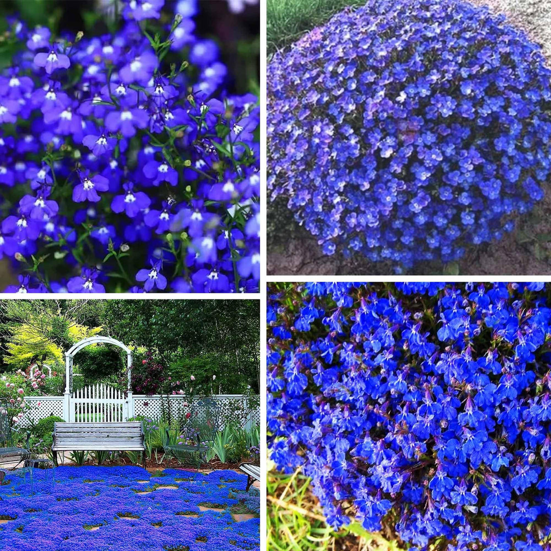 Flower Seeds, Seeds,Seeds For Planting,Plant Seeds