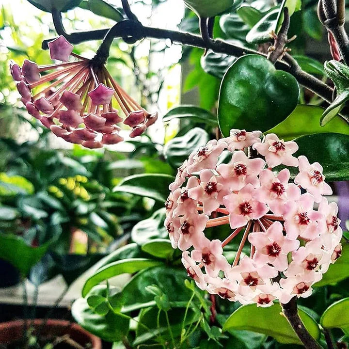Mixed Hoya Flower Seeds for Planting – Heirloom, Non-GMO, High Germination Cut Flower Garden Seeds