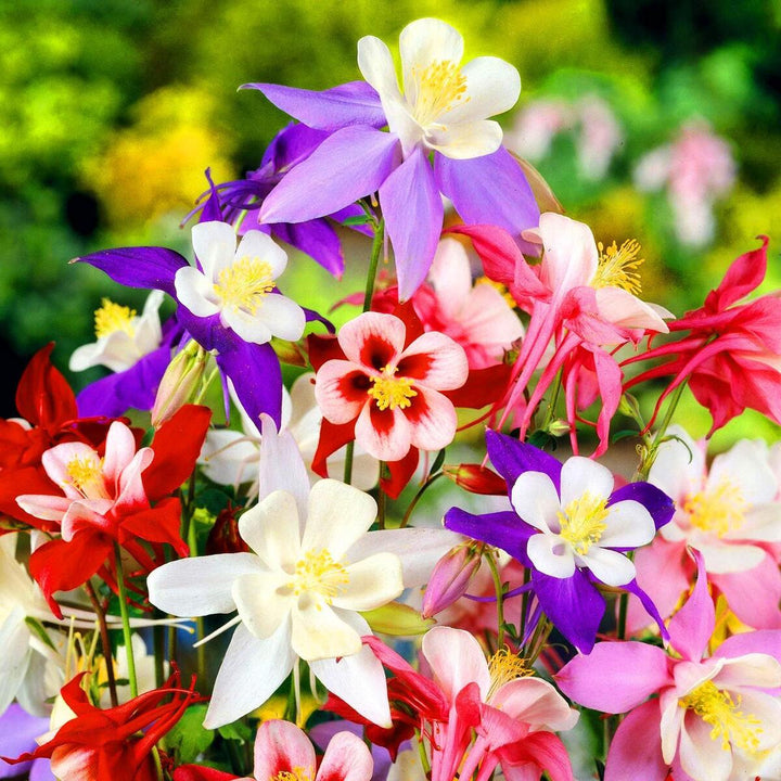 Flower Seeds, Seeds,Seeds For Planting,Plant Seeds