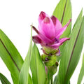 Purple Curcuma Flower Seeds for Planting – Heirloom, Non-GMO, High Germination Organic Garden Seeds