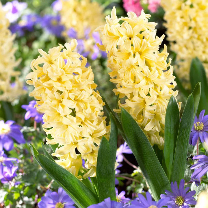 Flower Seeds, Seeds,Seeds For Planting,Plant Seeds