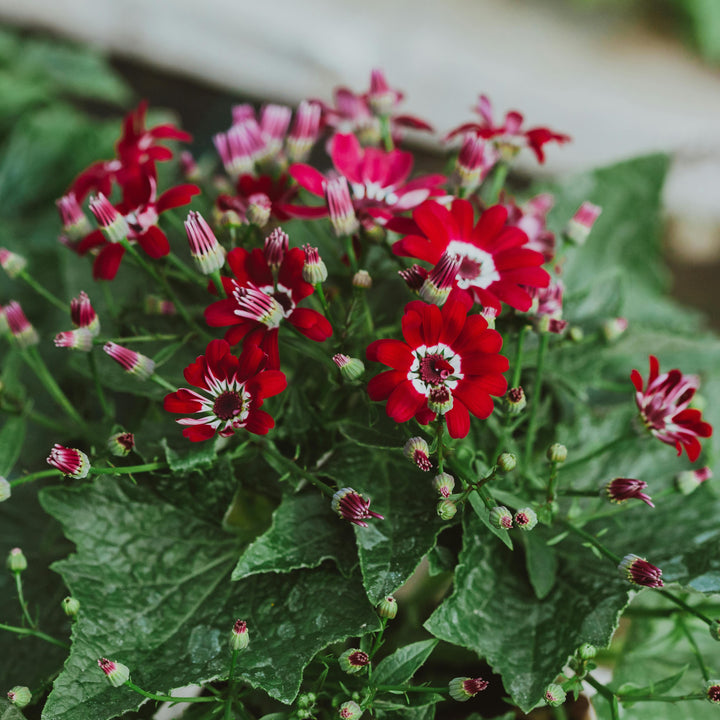 Flower Seeds, Seeds,Seeds For Planting,Plant Seeds