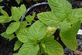 Mint Spearmint Seeds for Planting – Heirloom, Non-GMO Culinary & Medicinal Herb for Tea, Cooking & Aromatic Gardens