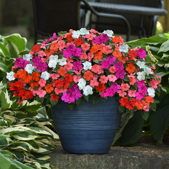 Lizzie Flower Seeds for Planting – Heirloom, Non-GMO, High Germination, Organic Garden Seeds