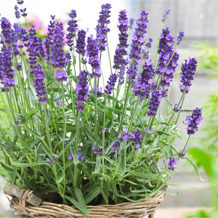 Flower Seeds, Seeds,Seeds For Planting,Plant Seeds